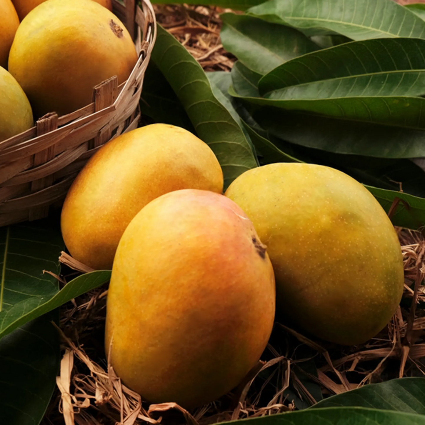Alphonso Mango