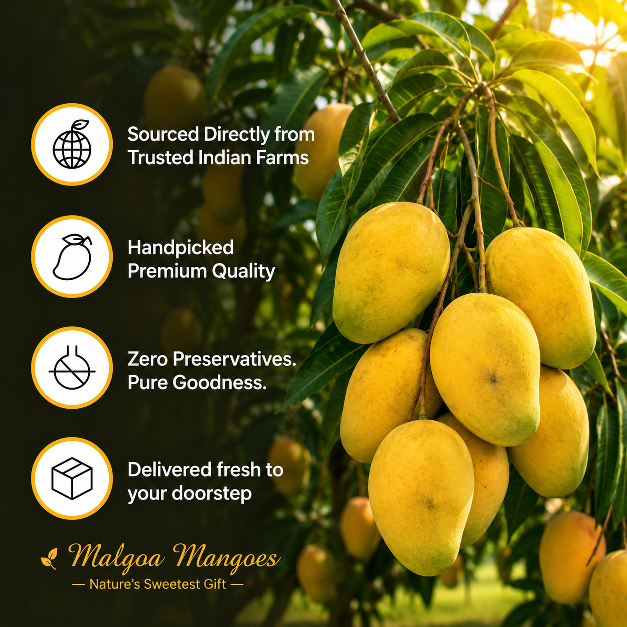 Mulgova Mango