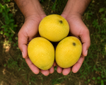 Mulgova Mango
